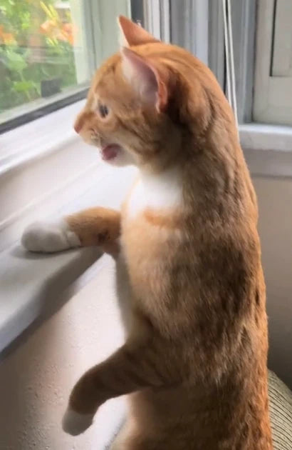 A cat looking out of a window