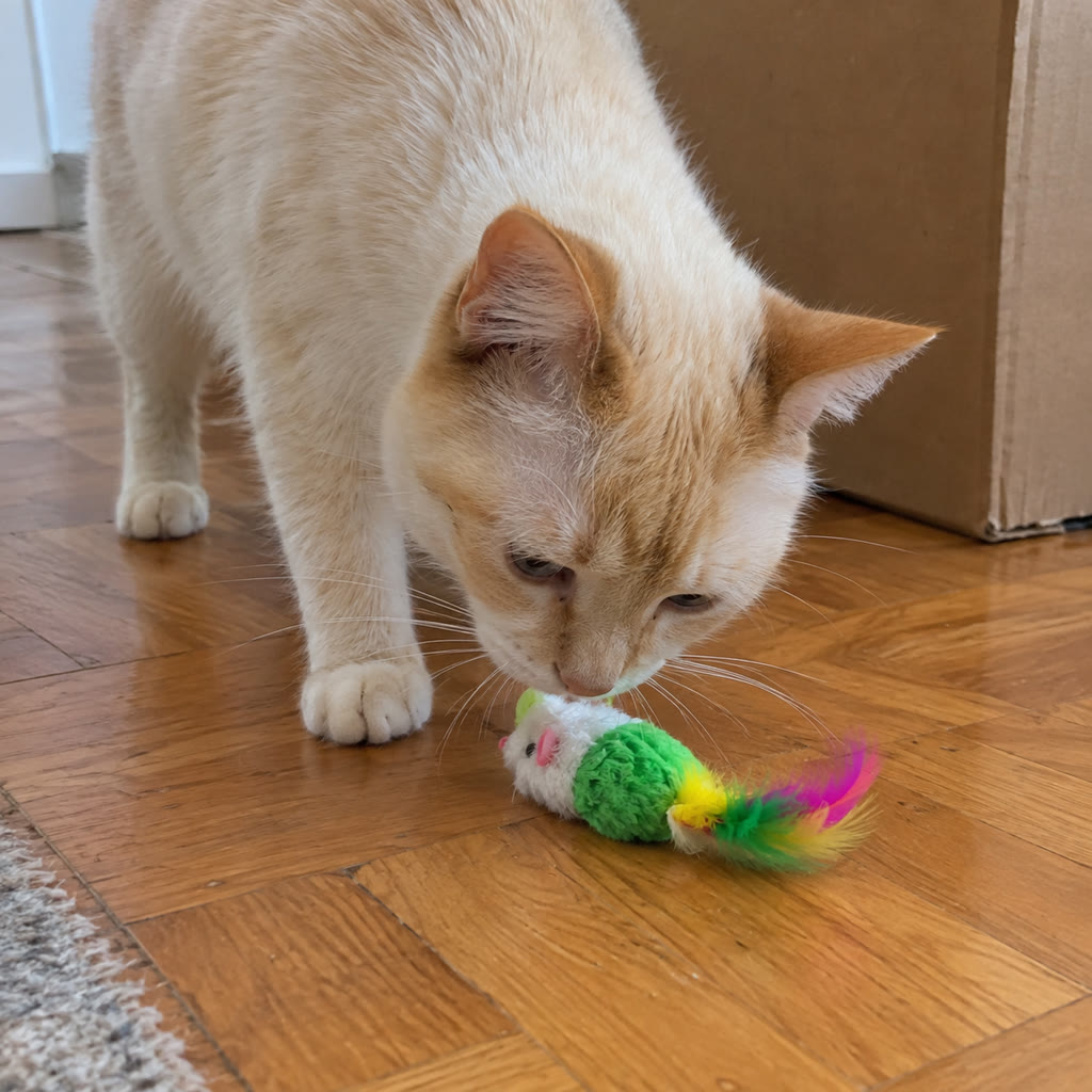 Cream cat investigating a green mouse